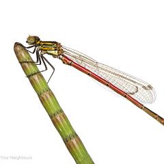 MYN Large Red Damselfly 1 